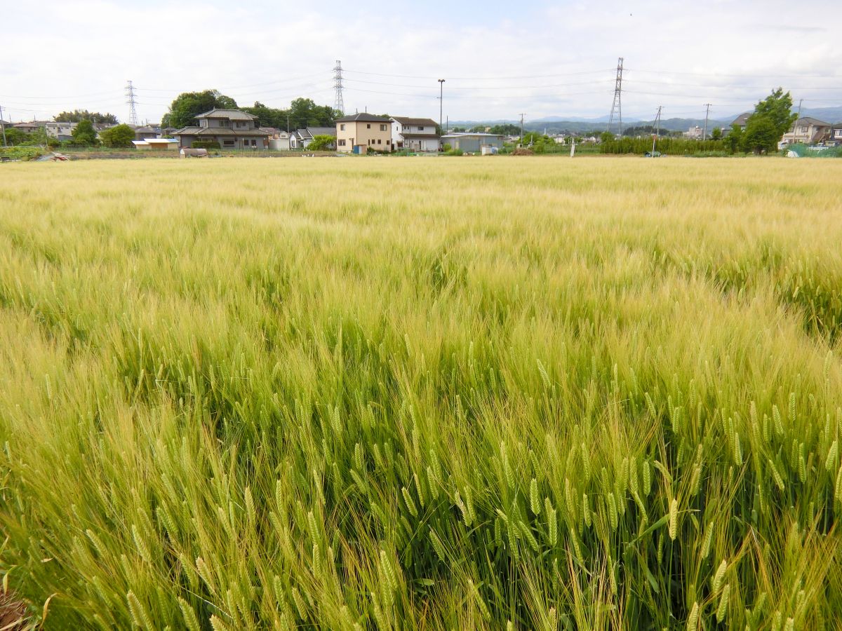 東京モルト　【東京の麦、東京の水、東京水源地のミズナラ樽のウイスキー】