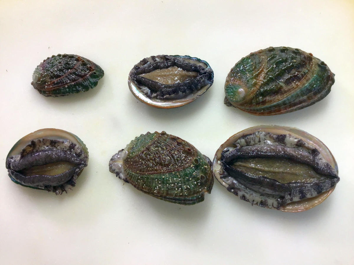 【必ずお問合せください→専用ページをご用意します】★数量限定【活き】極アワビ　在庫無くなり次第終了