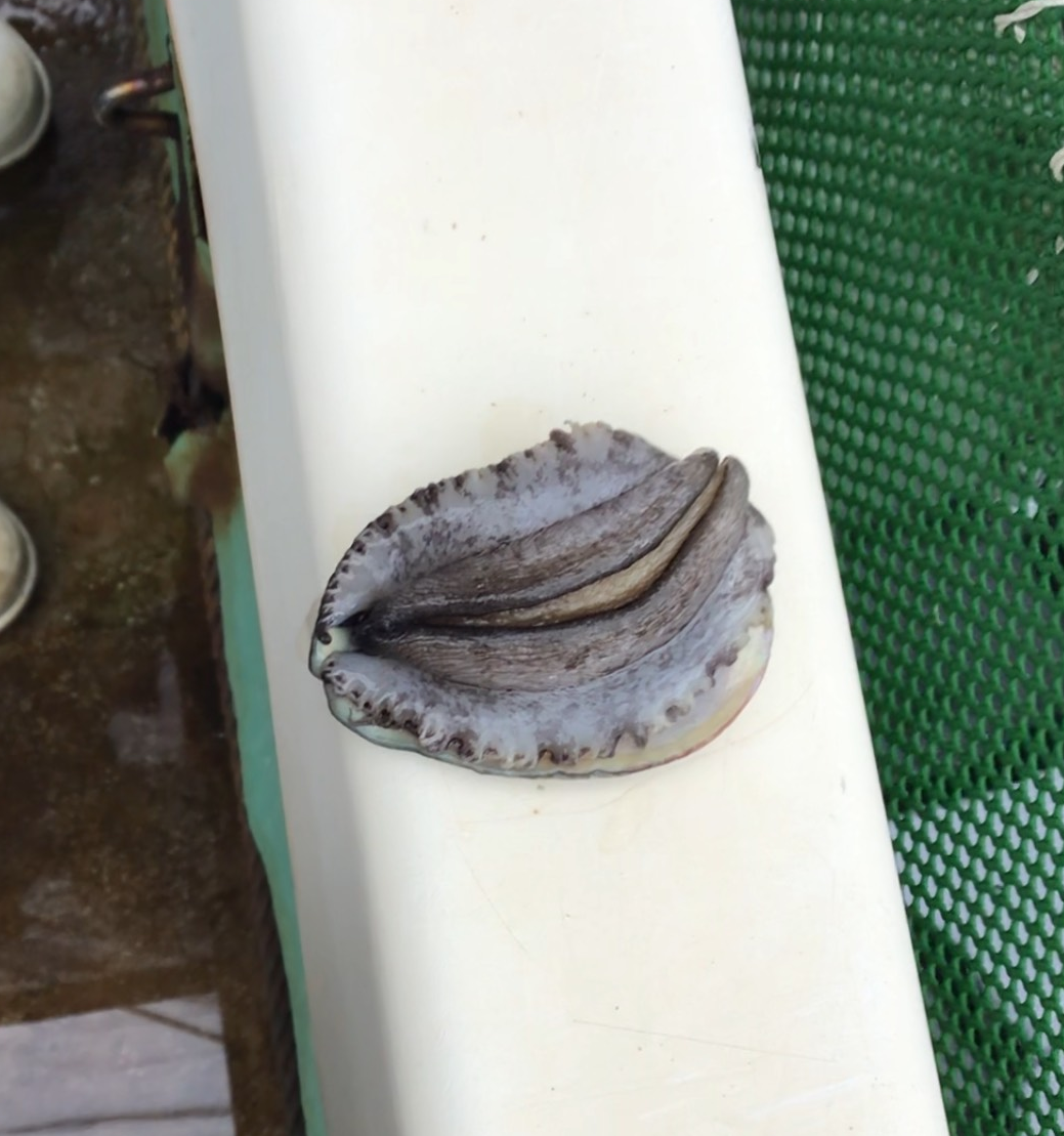 【必ずお問合せください→専用ページをご用意します】★数量限定【活き】極アワビ　在庫無くなり次第終了